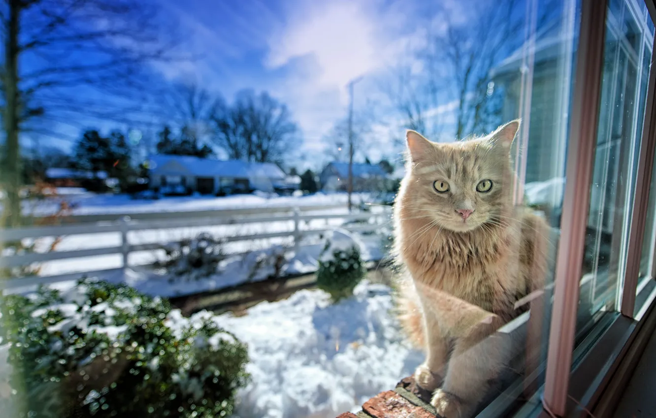 Photo wallpaper winter, cat, light, window, Gregory J Scott Photography