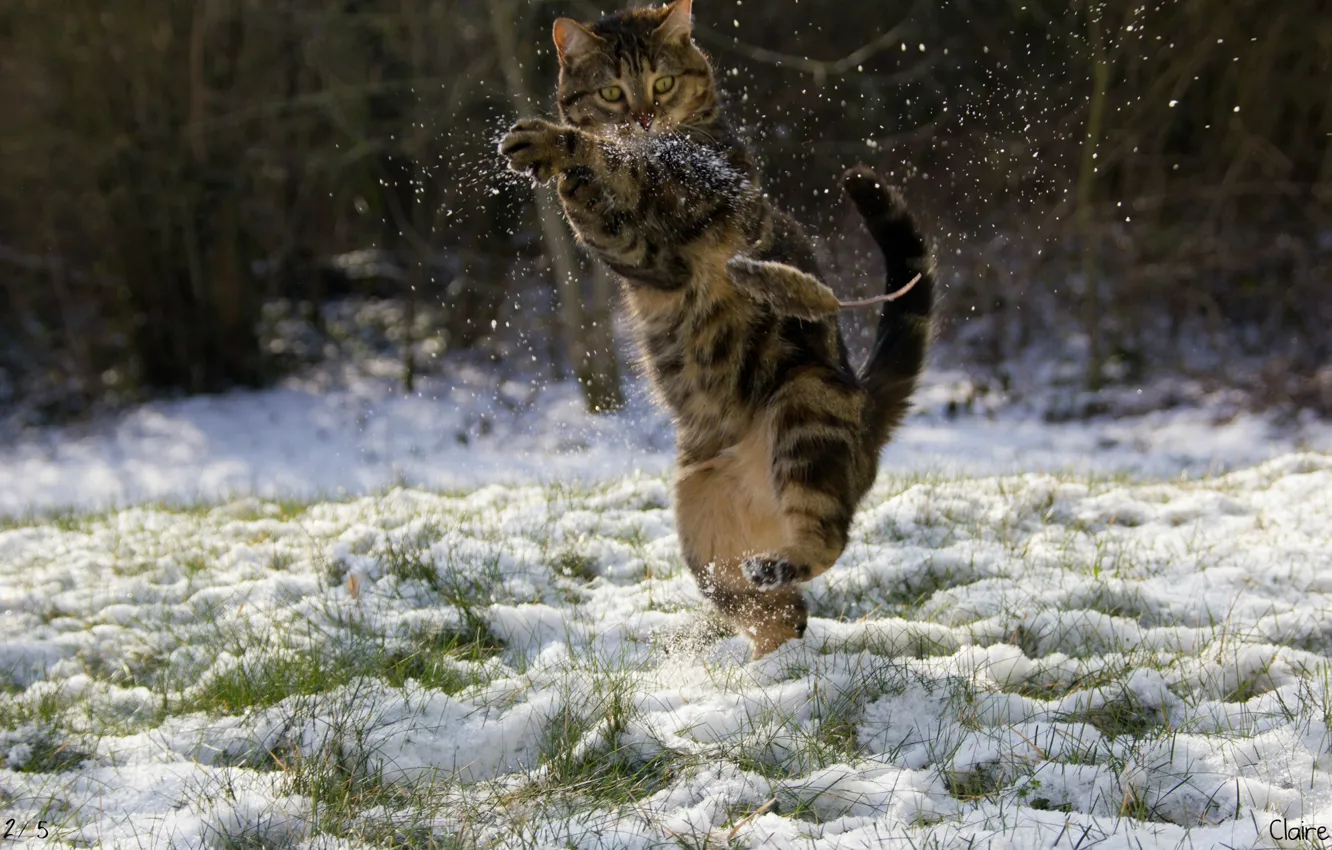 Photo wallpaper winter, cat, snow, mouse, Kung fu
