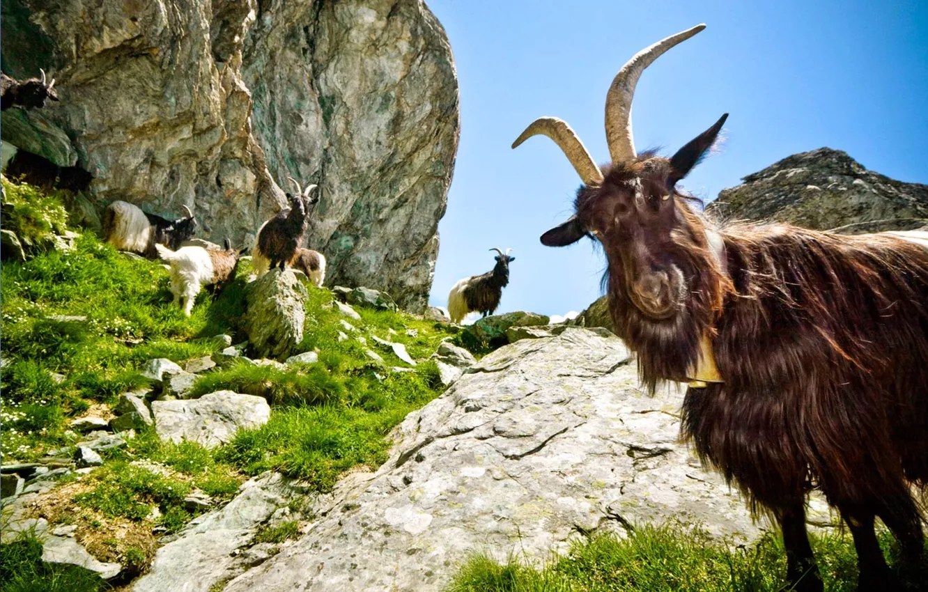 Photo wallpaper greens, mountains, goat