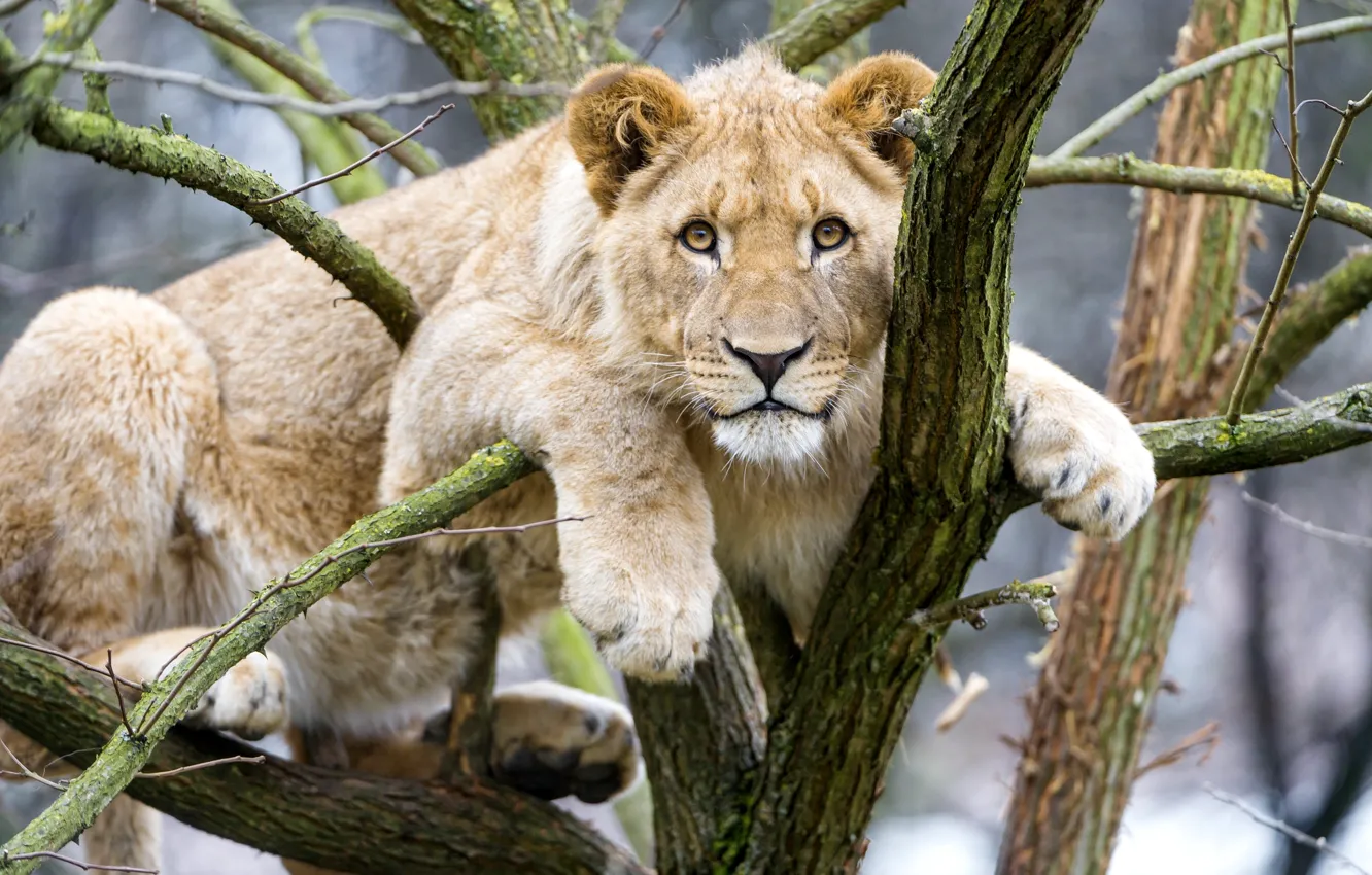 Photo wallpaper look, trees, predator, Leo, teen