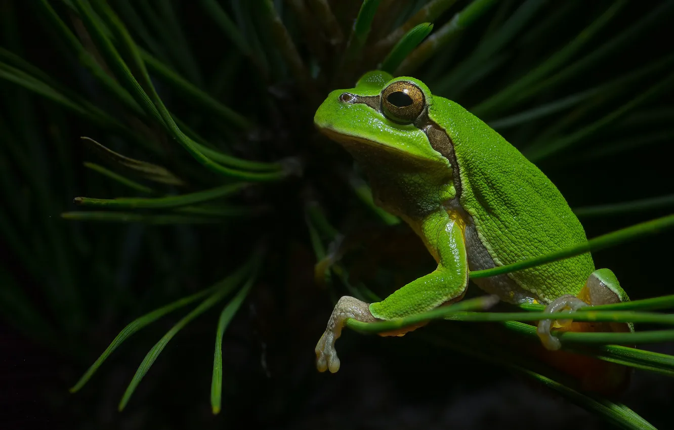 Photo wallpaper frog, branch, green, pine