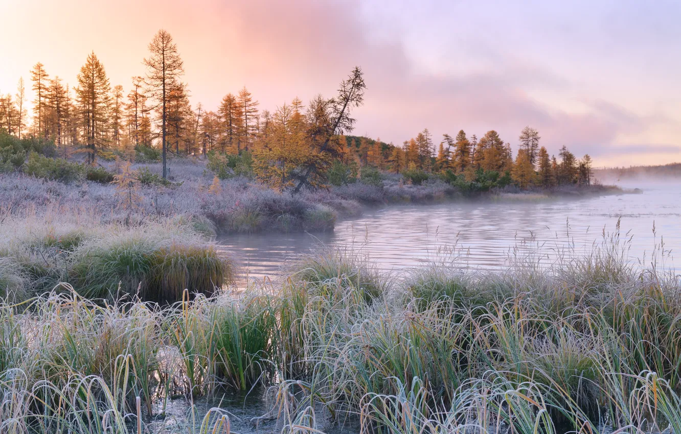 Photo wallpaper frost, autumn, grass, trees, landscape, nature, fog, lake