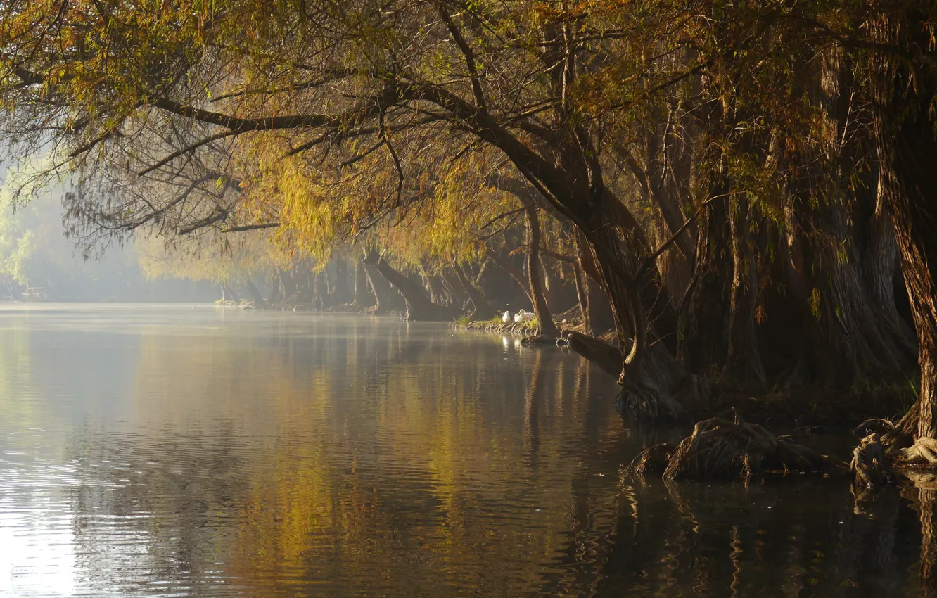 Photo wallpaper fog, lake, Park