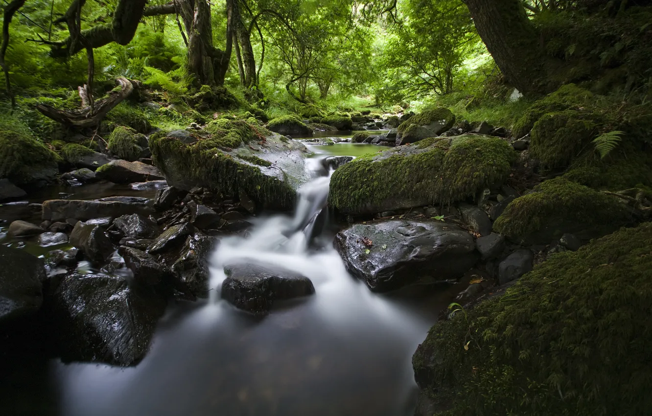Photo wallpaper forest, leaves, water, nature, river, stones, stream, river