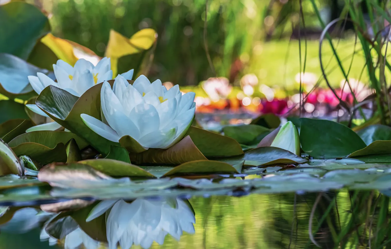 Photo wallpaper leaves, water, flowers, nature, reflection, water lilies