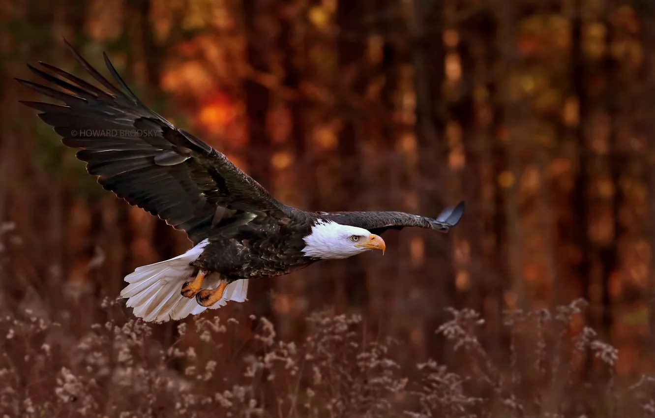 Photo wallpaper flight, bird, eagle