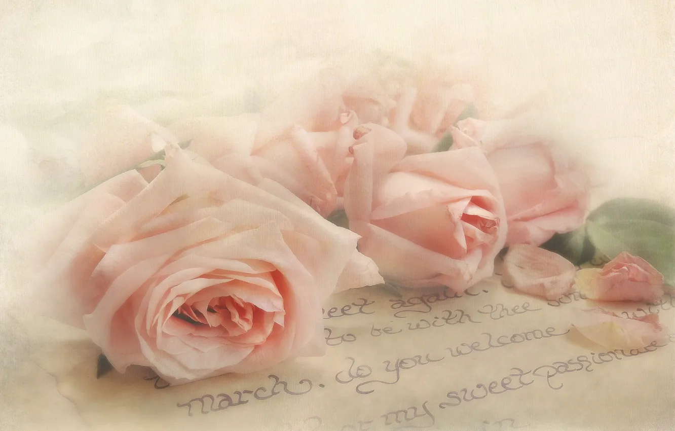 Photo wallpaper letter, style, tenderness, roses, texture, petals, buds