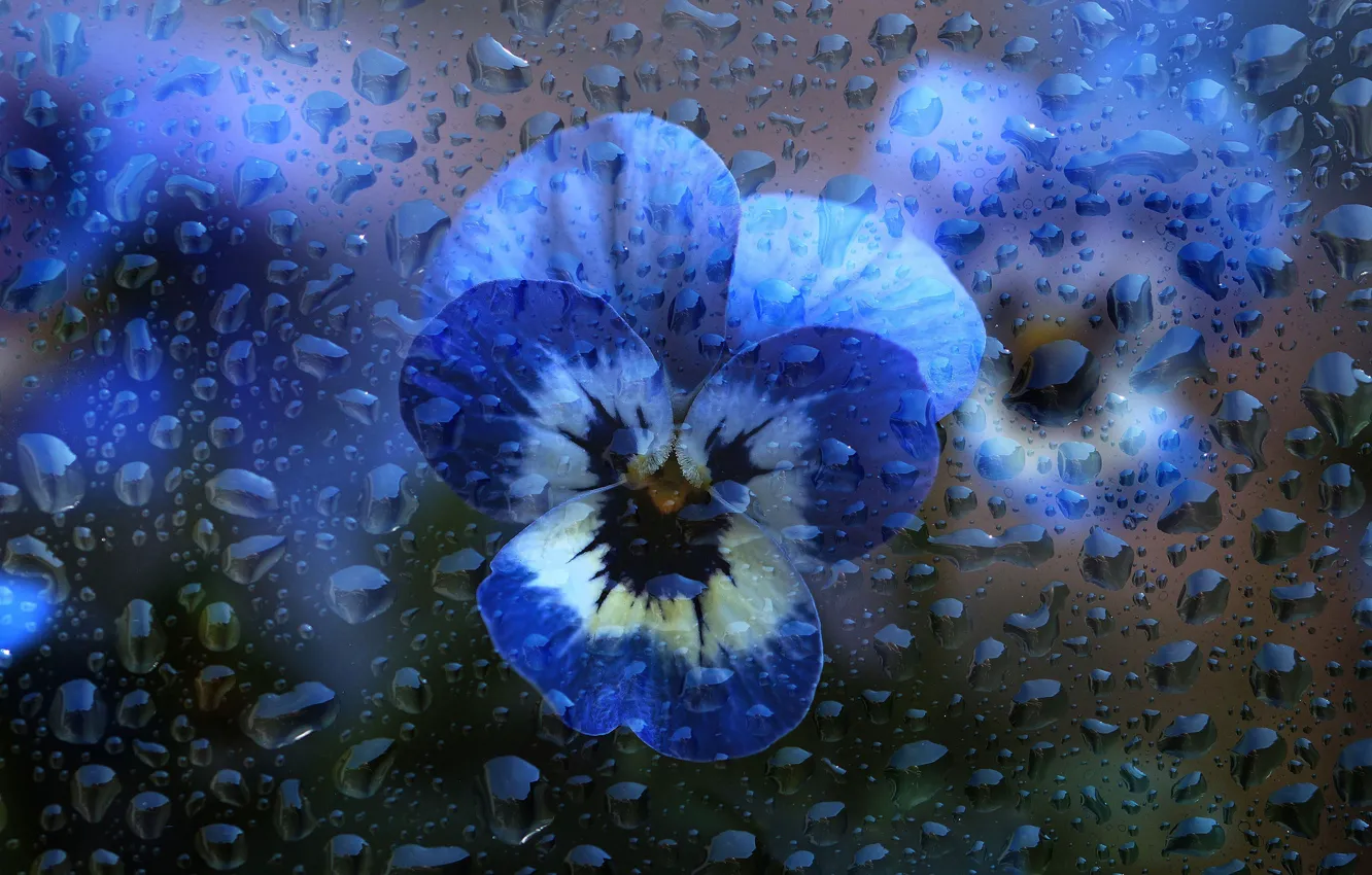 Photo wallpaper glass, water, drops, macro, flowers, blue, Pansy, water drops