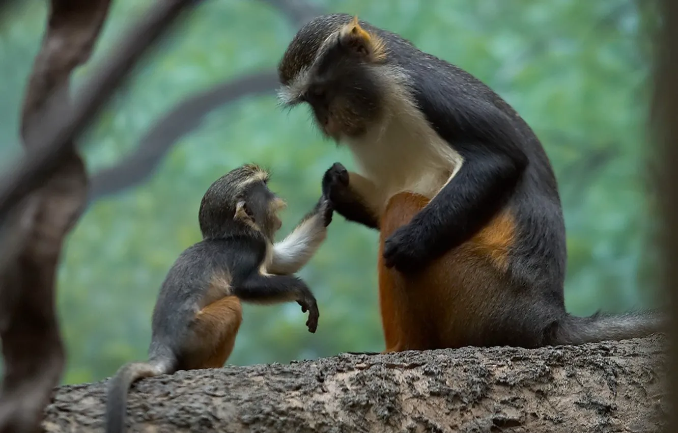 Photo wallpaper monkey, animal, wildlife, apes, tender moments