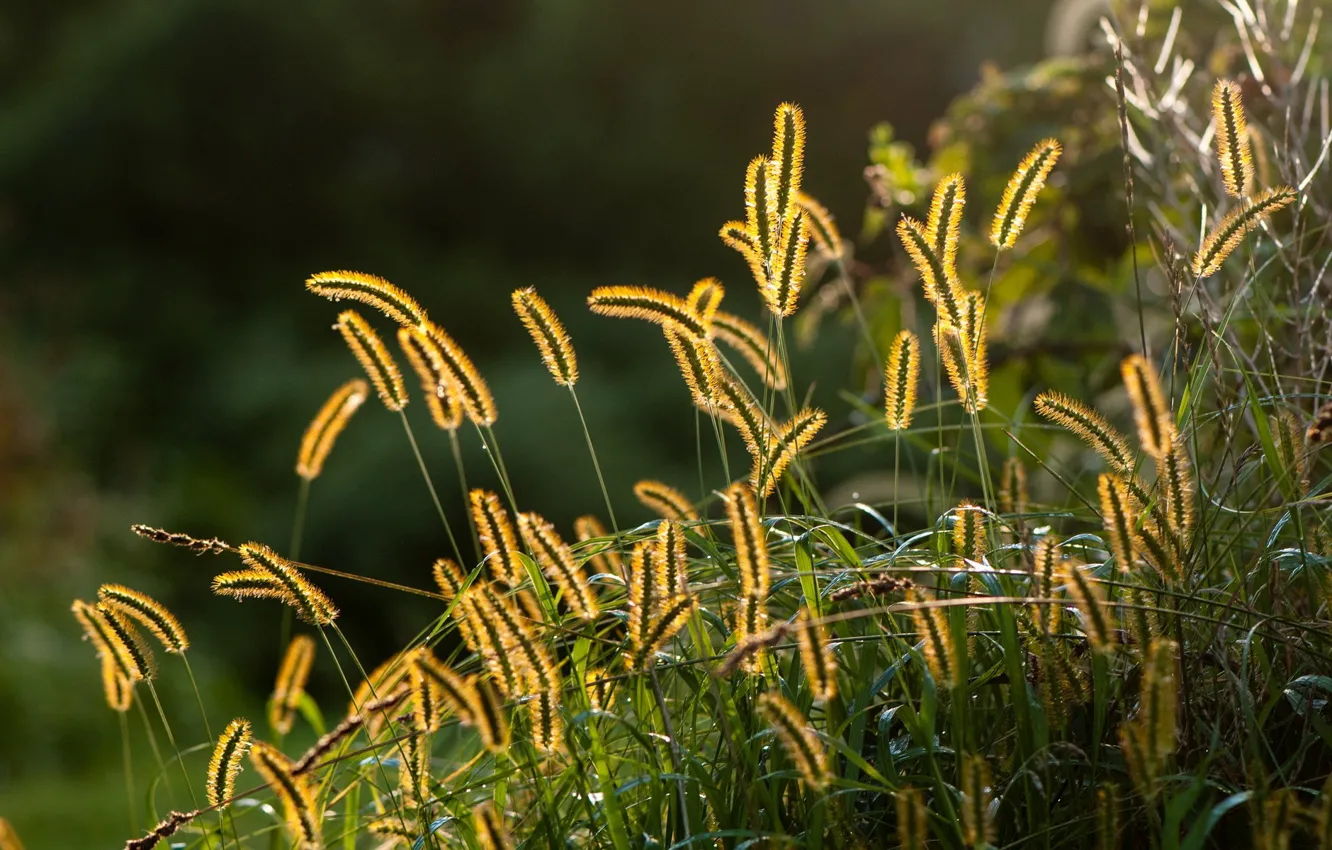 Photo wallpaper summer, grass, macro, nature