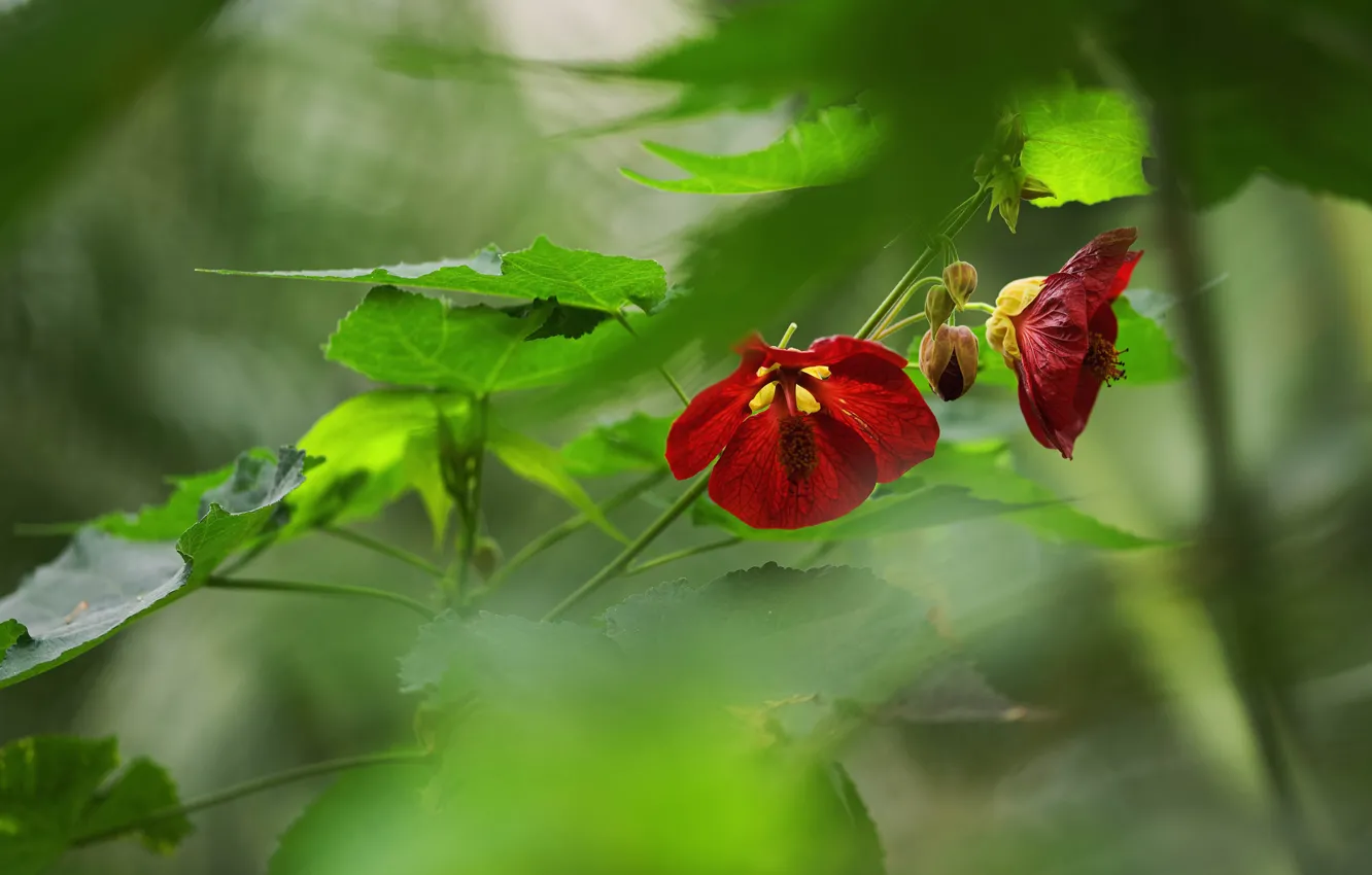Photo wallpaper greens, leaves, flowers, red, blur, bokeh