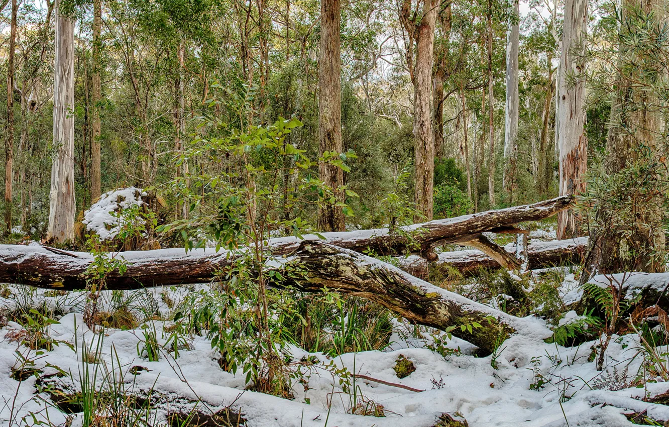 Photo wallpaper winter, forest, snow, trees, HDR, Australia, Barrington Tops National Park