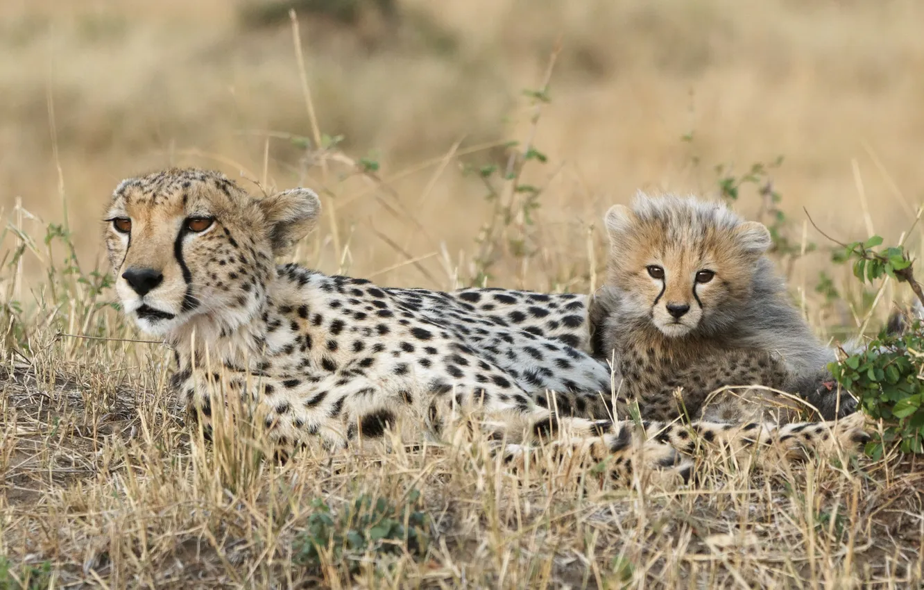 Photo wallpaper cat, grass, stay, family, pair, Cheetah, cub, kitty