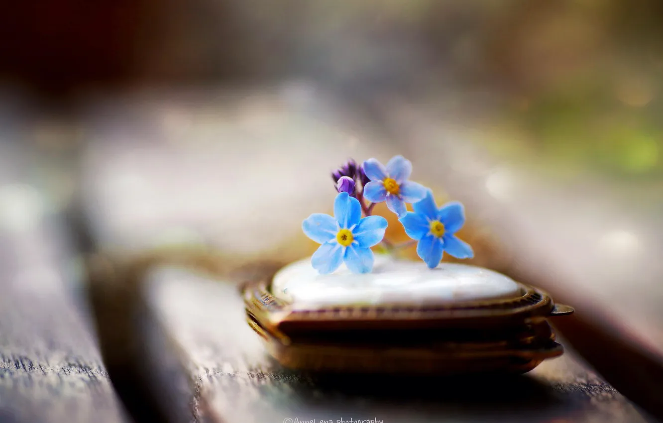 Photo wallpaper macro, flowers, style, pendant, hearts