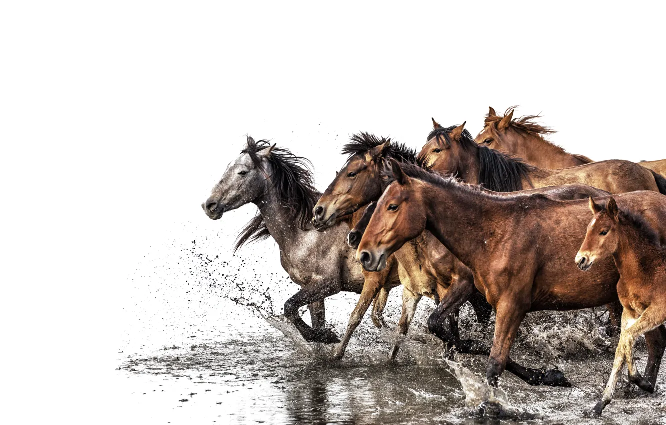 Photo wallpaper water, horses, stove