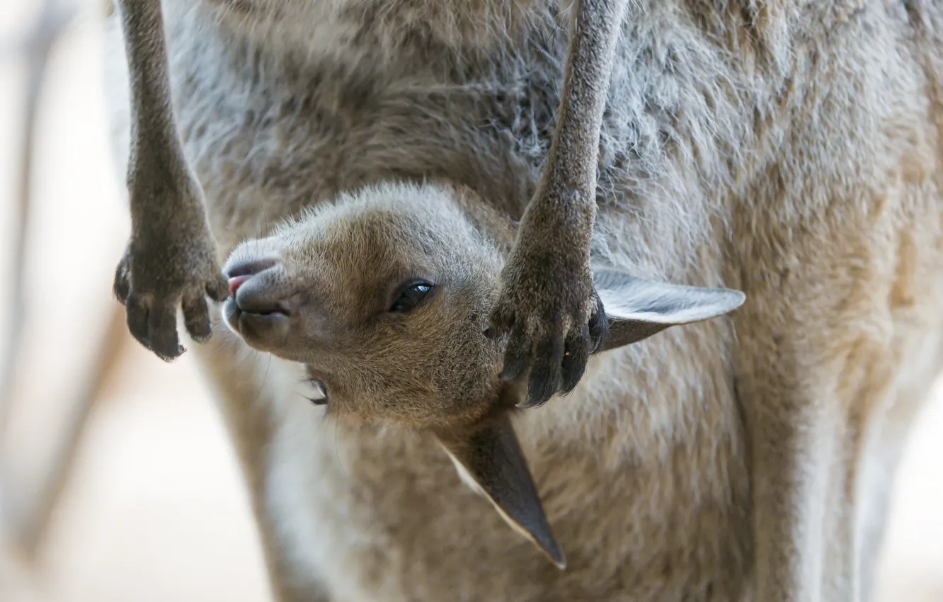 Photo wallpaper paws, kangaroo, bag, cub