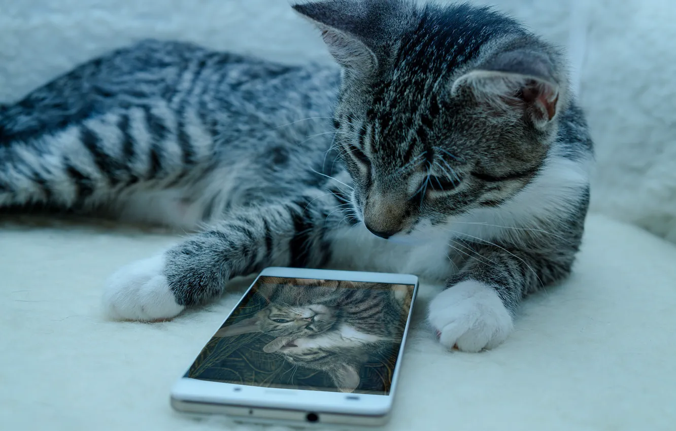 Photo wallpaper cat, photo, phone