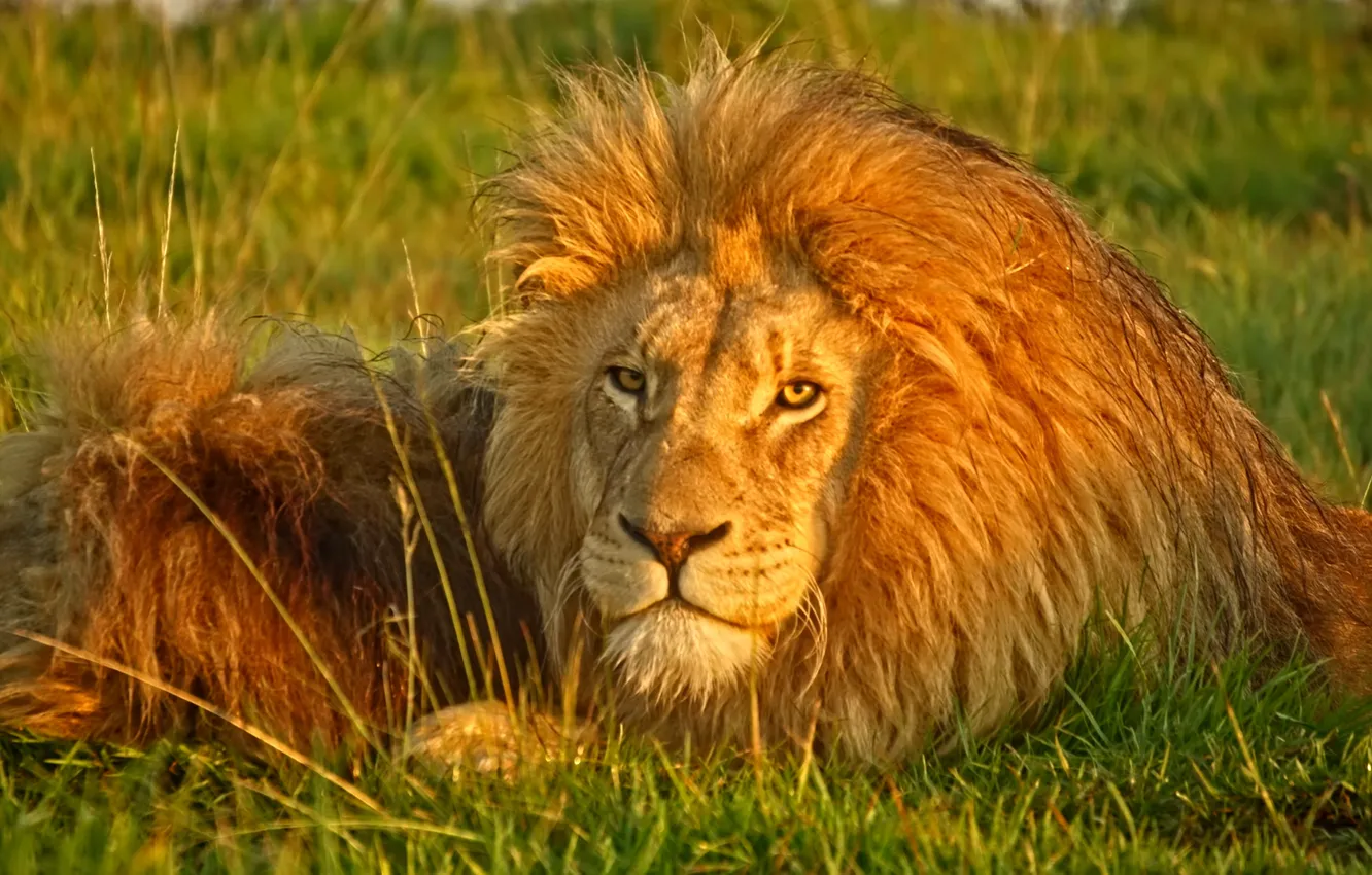 Photo wallpaper look, Africa, Lions, bigcat