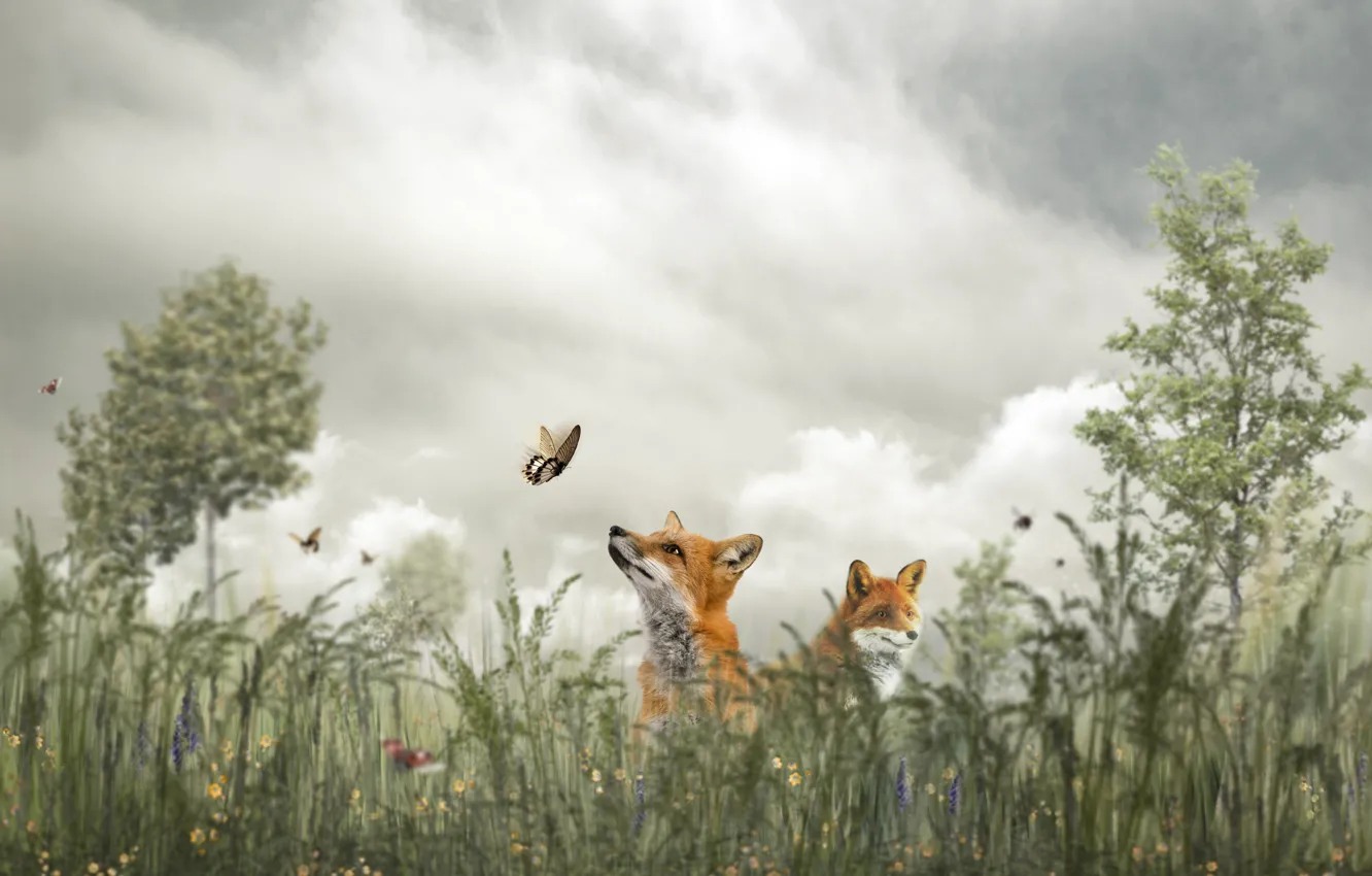 Photo wallpaper grass, clouds, trees, butterfly, Fox, two