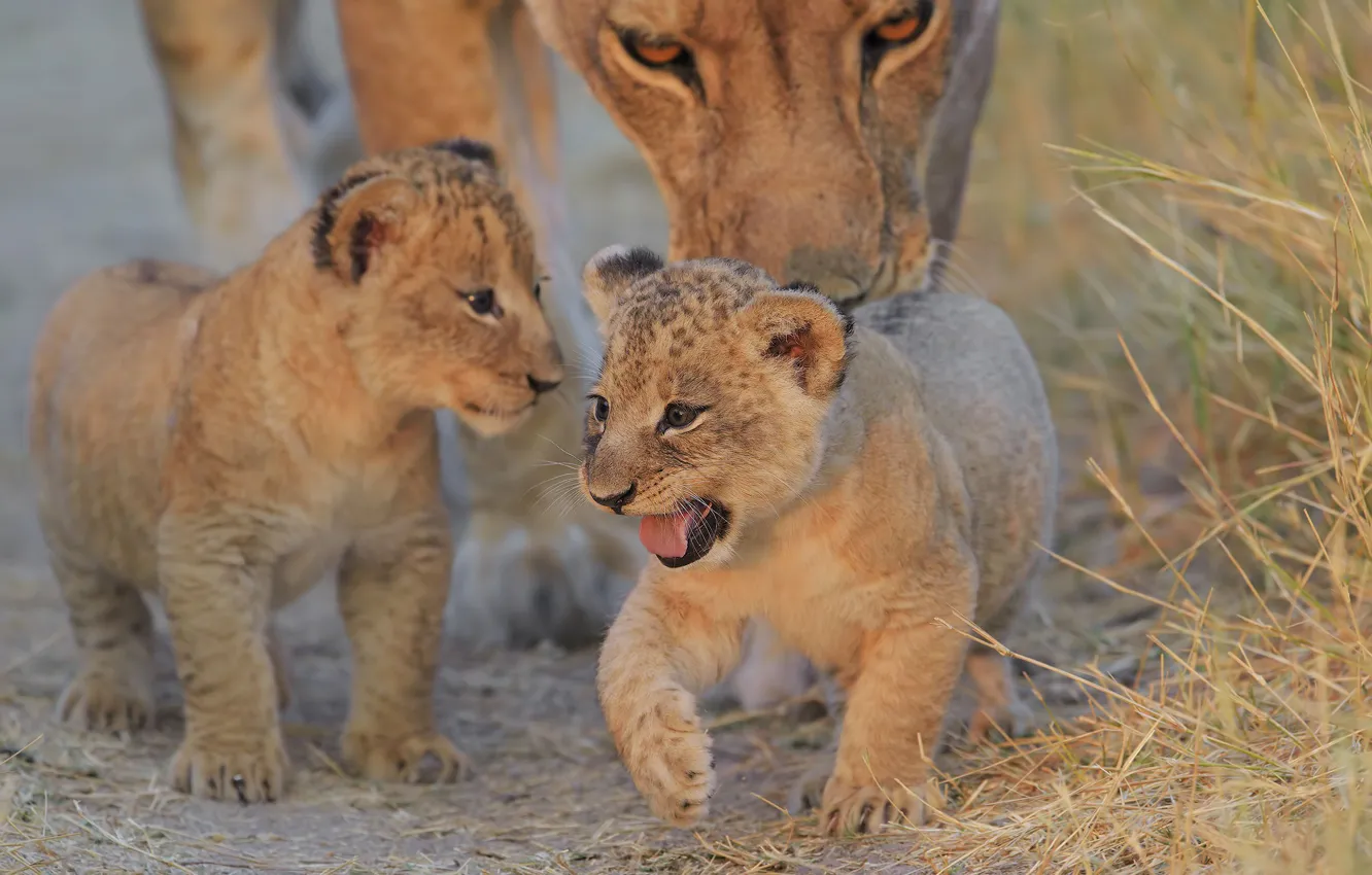 Photo wallpaper language, Leo, baby, mouth, cub, lioness, lion, family