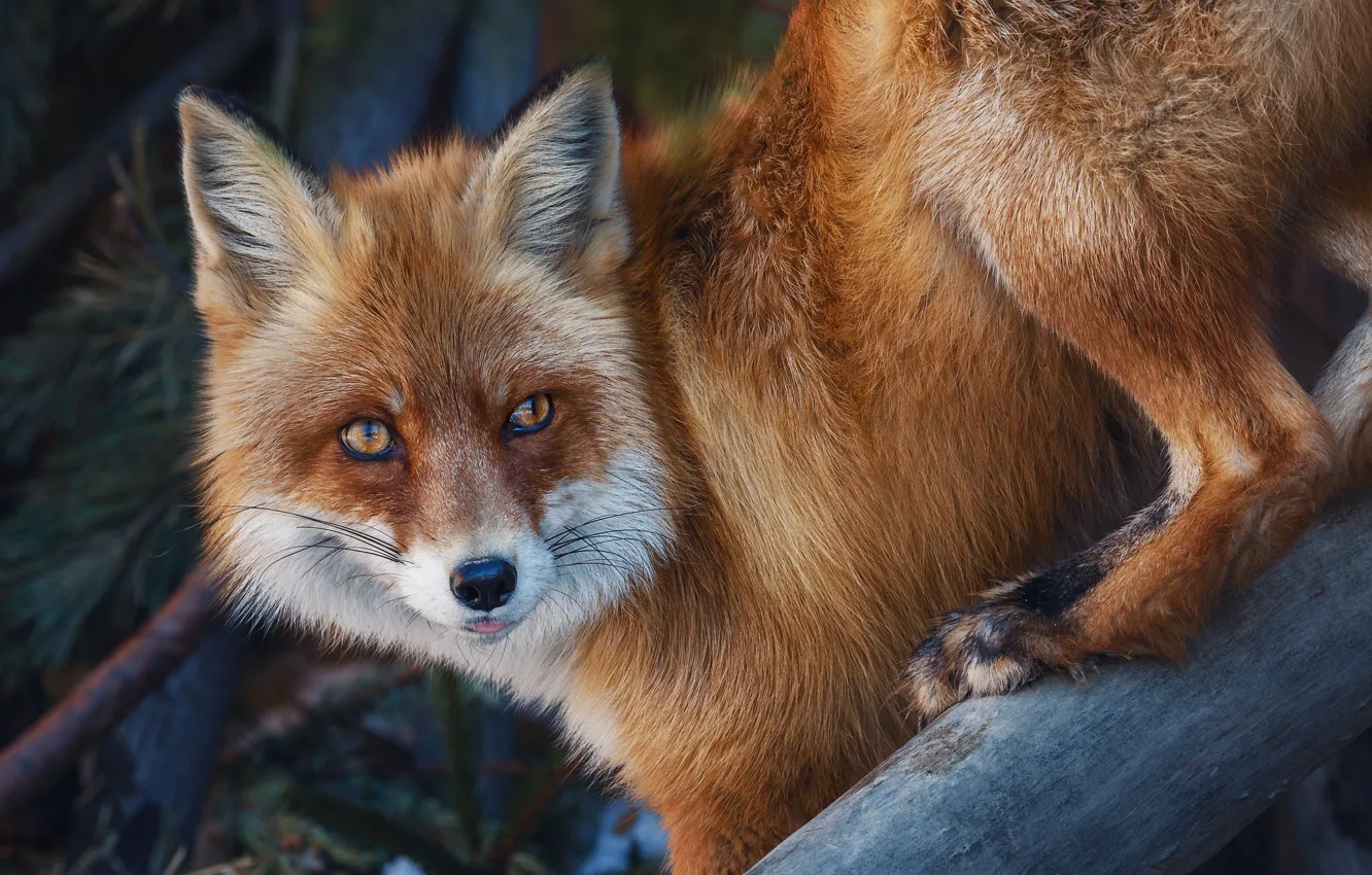 Photo wallpaper nature, animal, Fox, Fox, Oleg Bogdanov