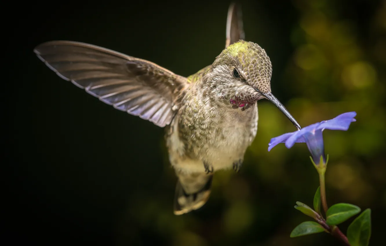 Photo wallpaper flight, flowers, Hummingbird, bird, bokeh, William Lee