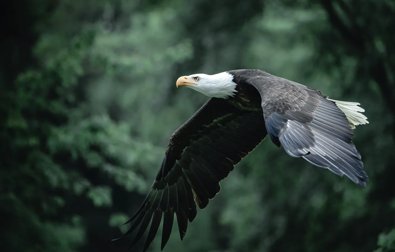 Photo wallpaper forest, trees, flight, nature, the dark background, bird, predatory, bokeh