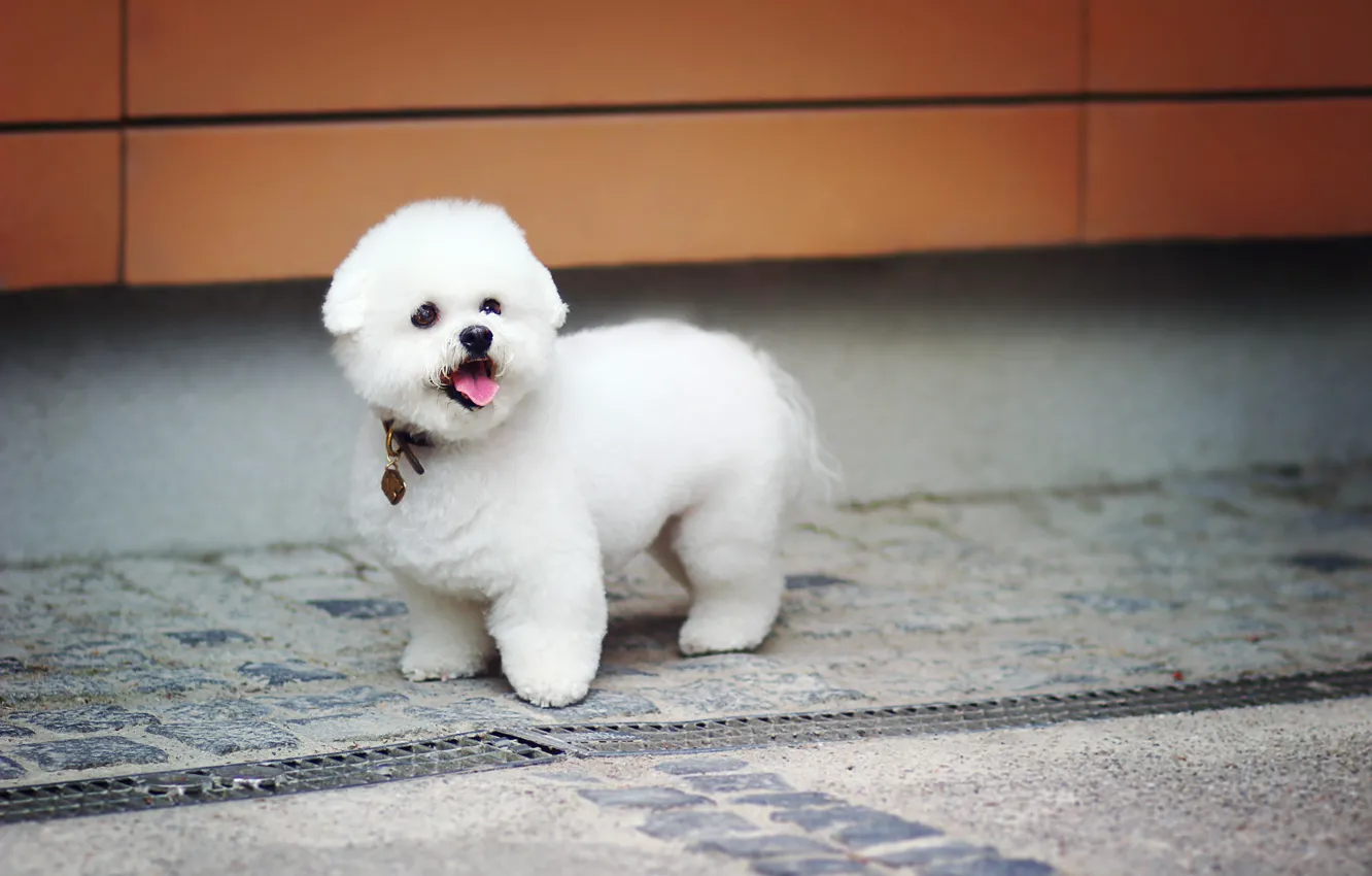 Photo wallpaper toy, cute, dog, baby, beautiful, puppy, plush, dog
