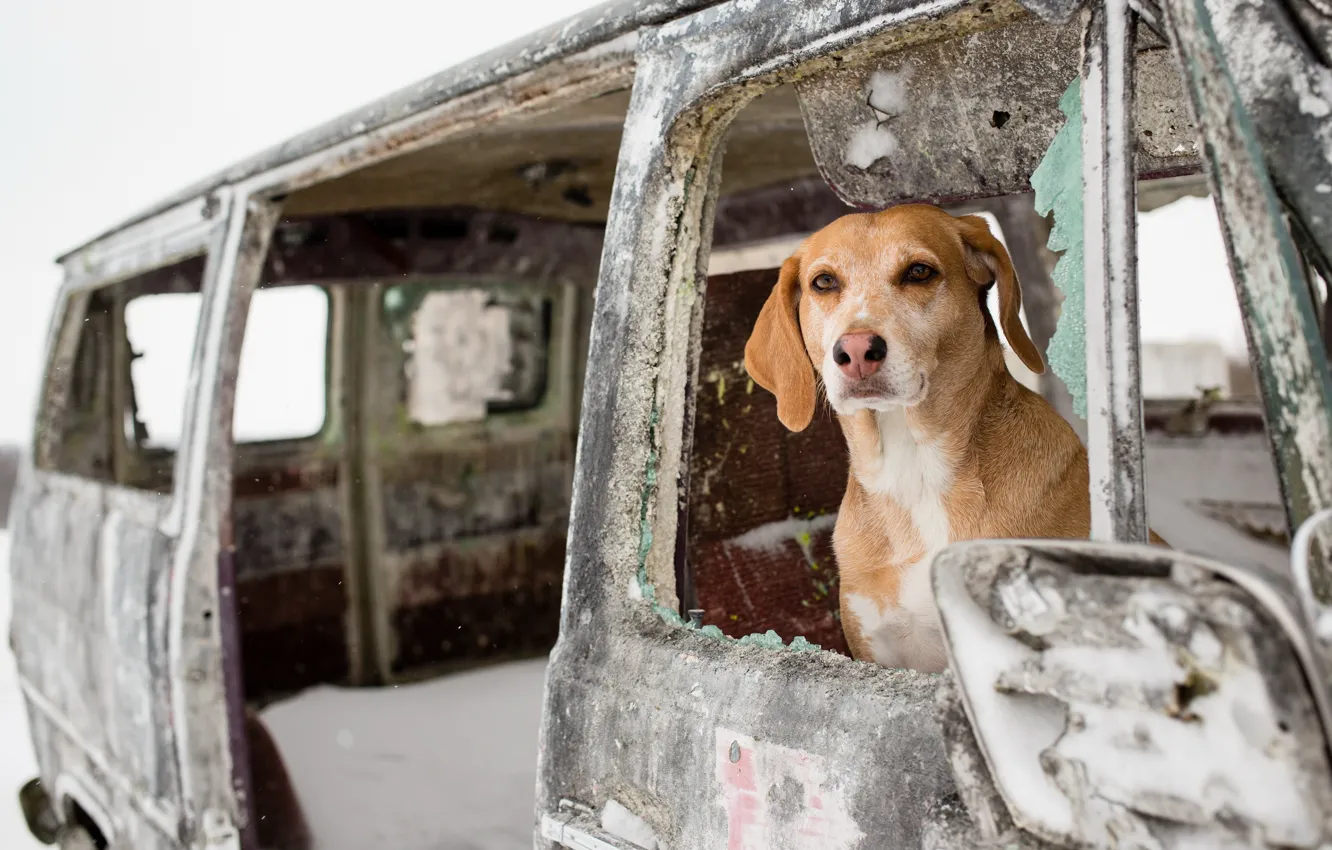 Photo wallpaper machine, each, dog