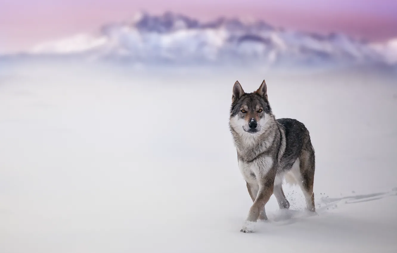 Photo wallpaper winter, snow, wolf, dog