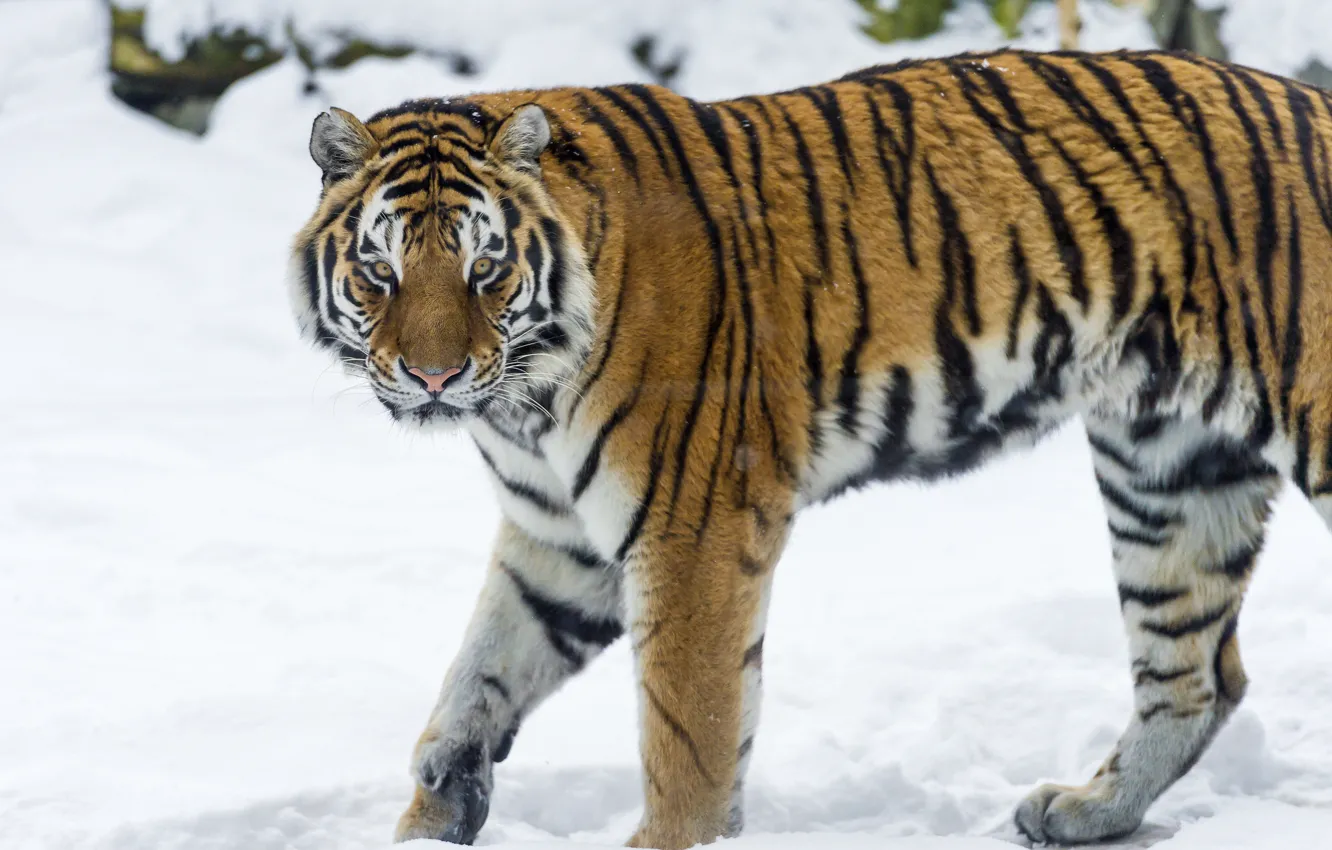 Photo wallpaper winter, cat, snow, tiger, predator, the Amur tiger, ©Tambako The Jaguar