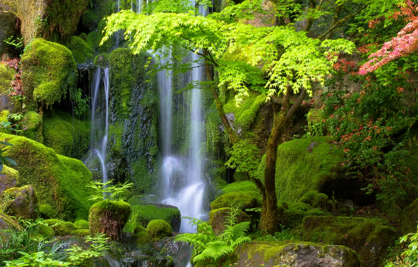 Photo wallpaper greens, trees, stones, waterfall, moss, stream