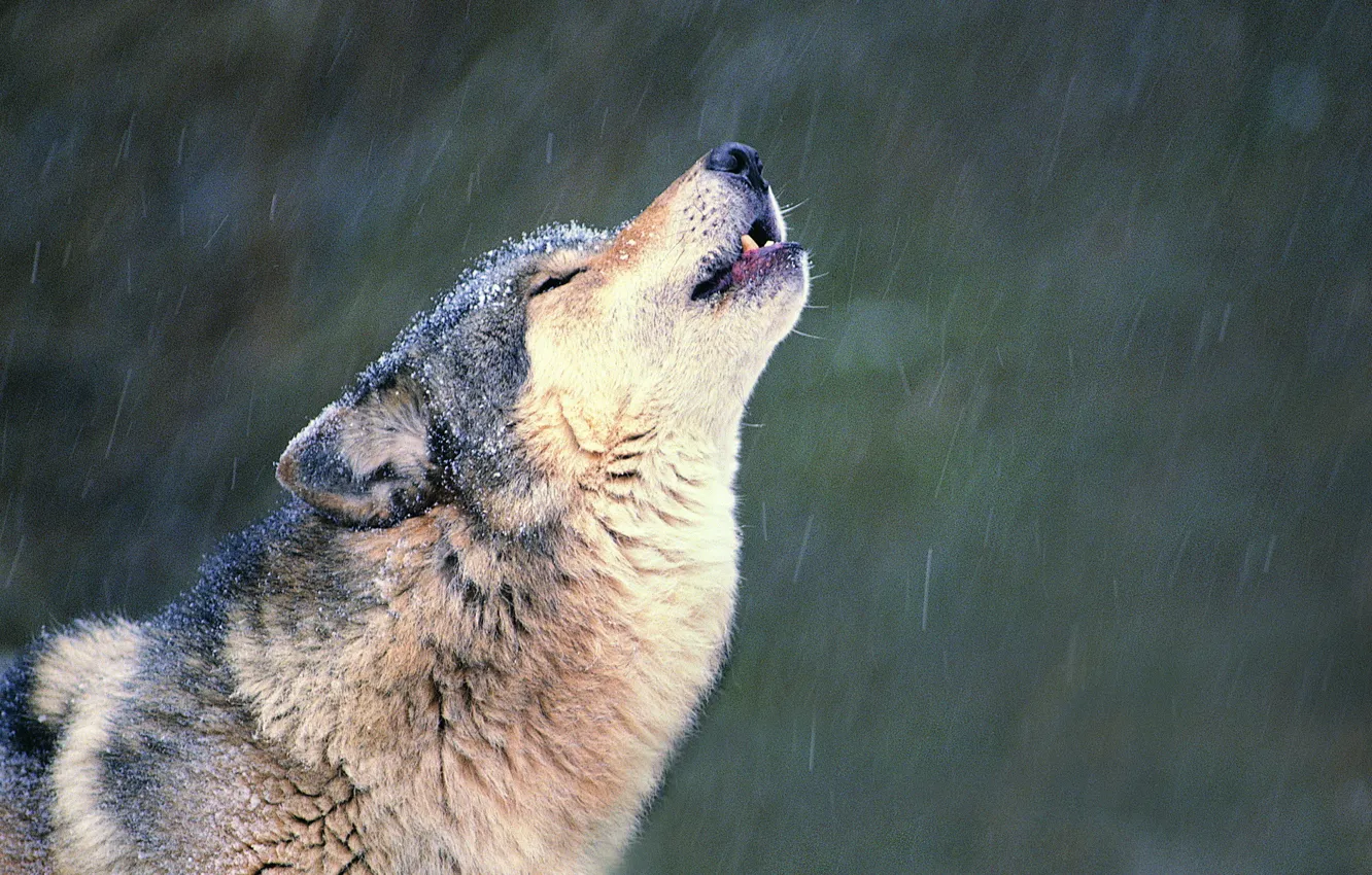 Photo wallpaper snow, loneliness, Wolf, howl