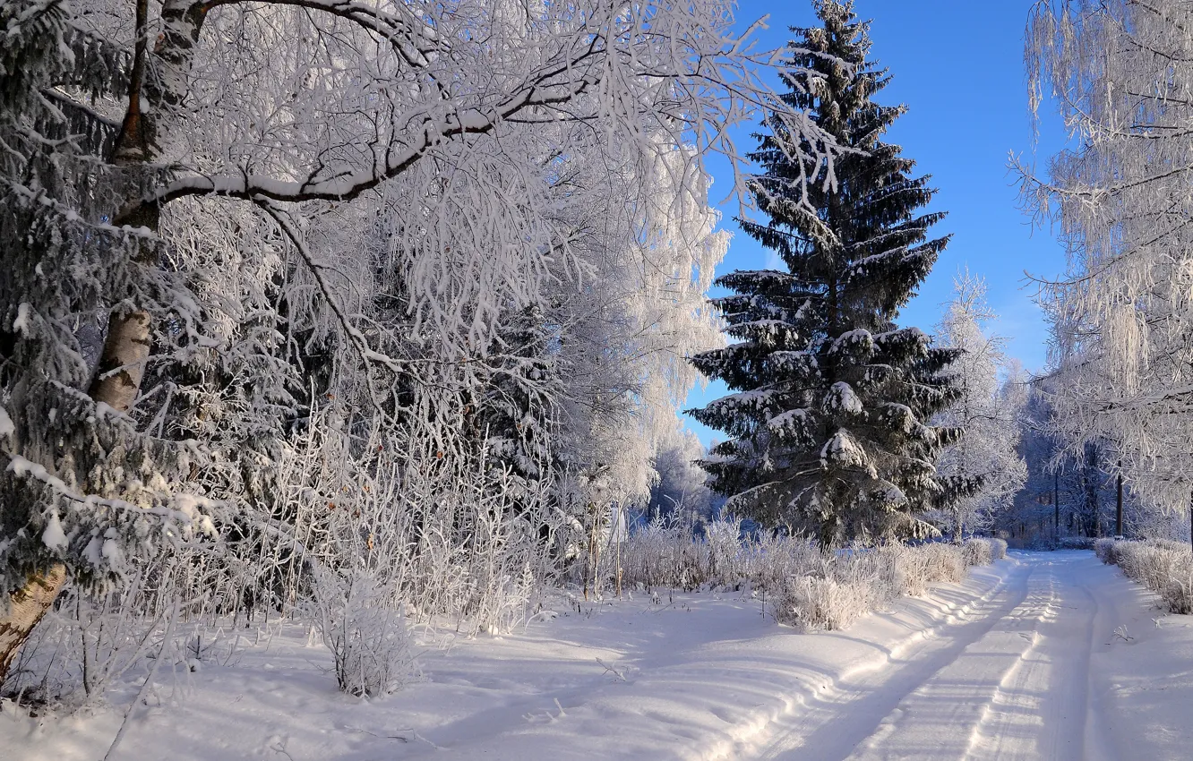 Photo wallpaper winter, frost, road, forest, the sky, light, snow, trees