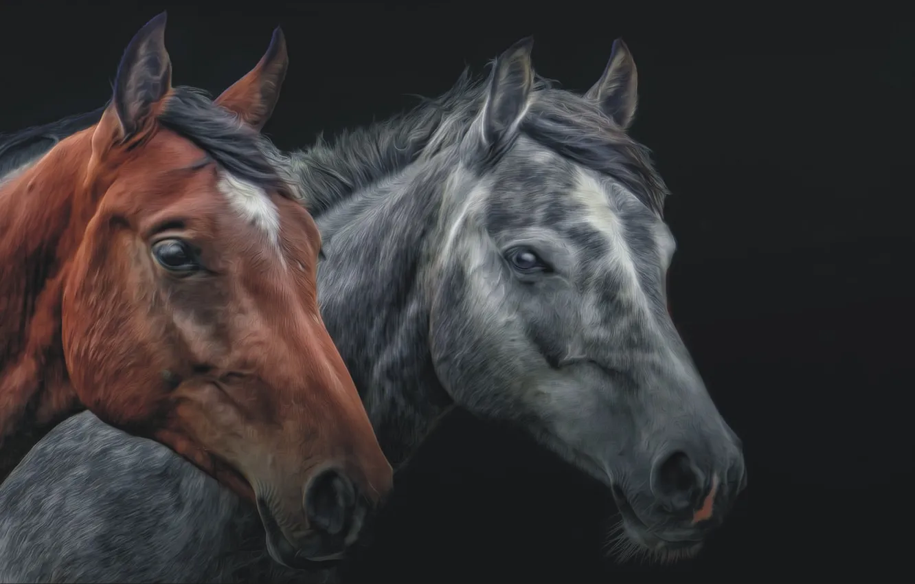 Photo wallpaper animal, pair, two, horses, animal, horse