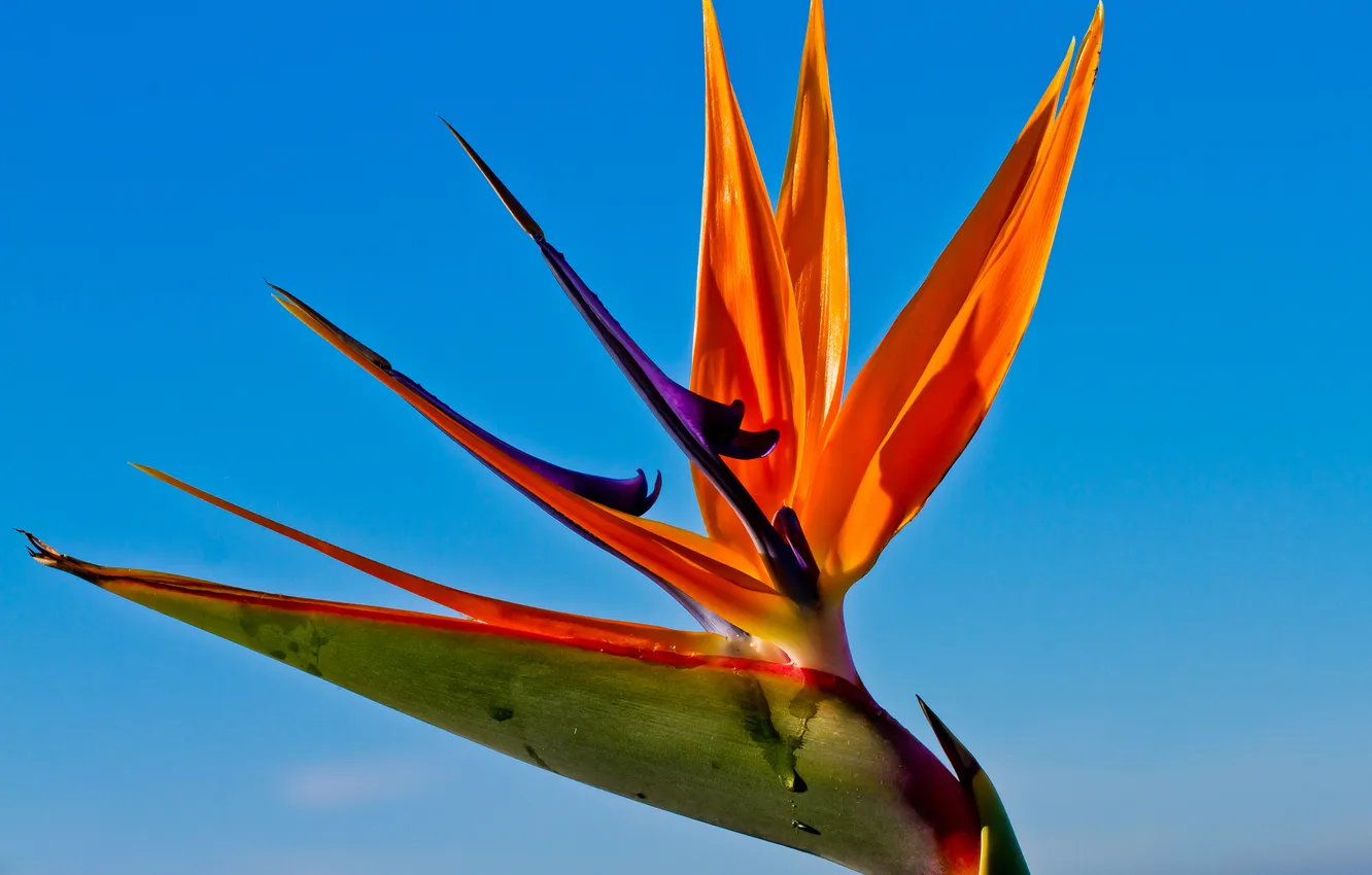 Photo wallpaper the sky, leaves, flowers, nature, plant, petals, exotic