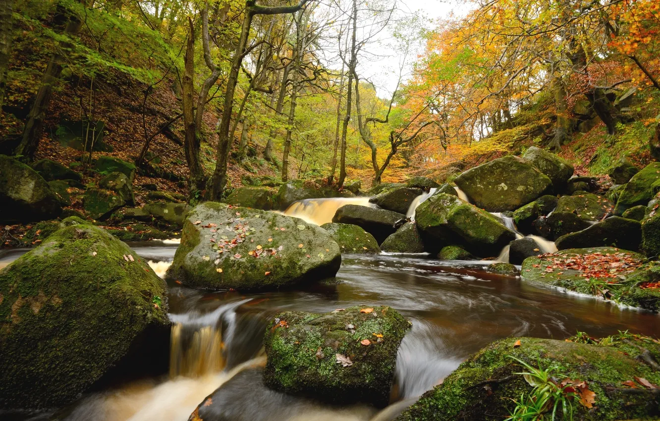 Photo wallpaper forest, water, trees, river, stones