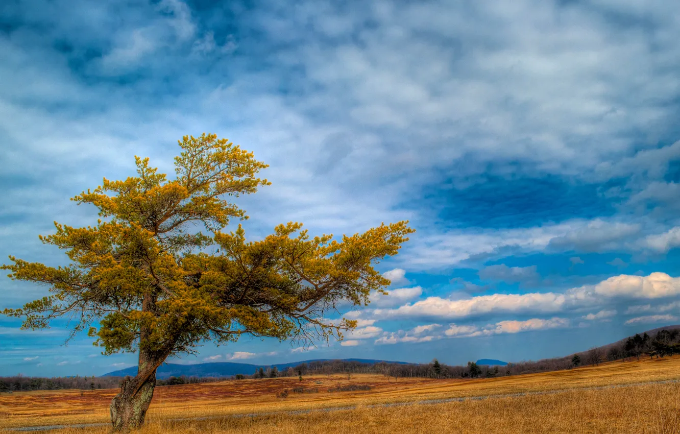 Photo wallpaper field, the sky, clouds, trees, mountains