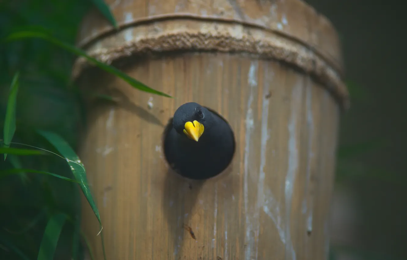 Photo wallpaper yellow, bird, black, beak, bird, looks, Peeps