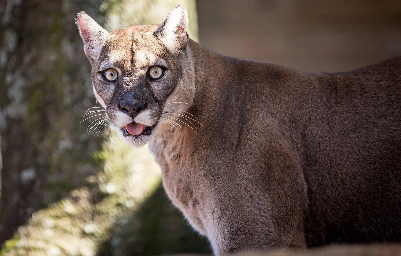 Photo wallpaper language, face, predator, Puma, wild cat, mountain lion, Cougar, © James Scott