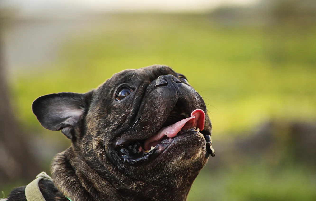 Photo wallpaper greens, summer, grass, dog, bulldog, grimace, dog, French