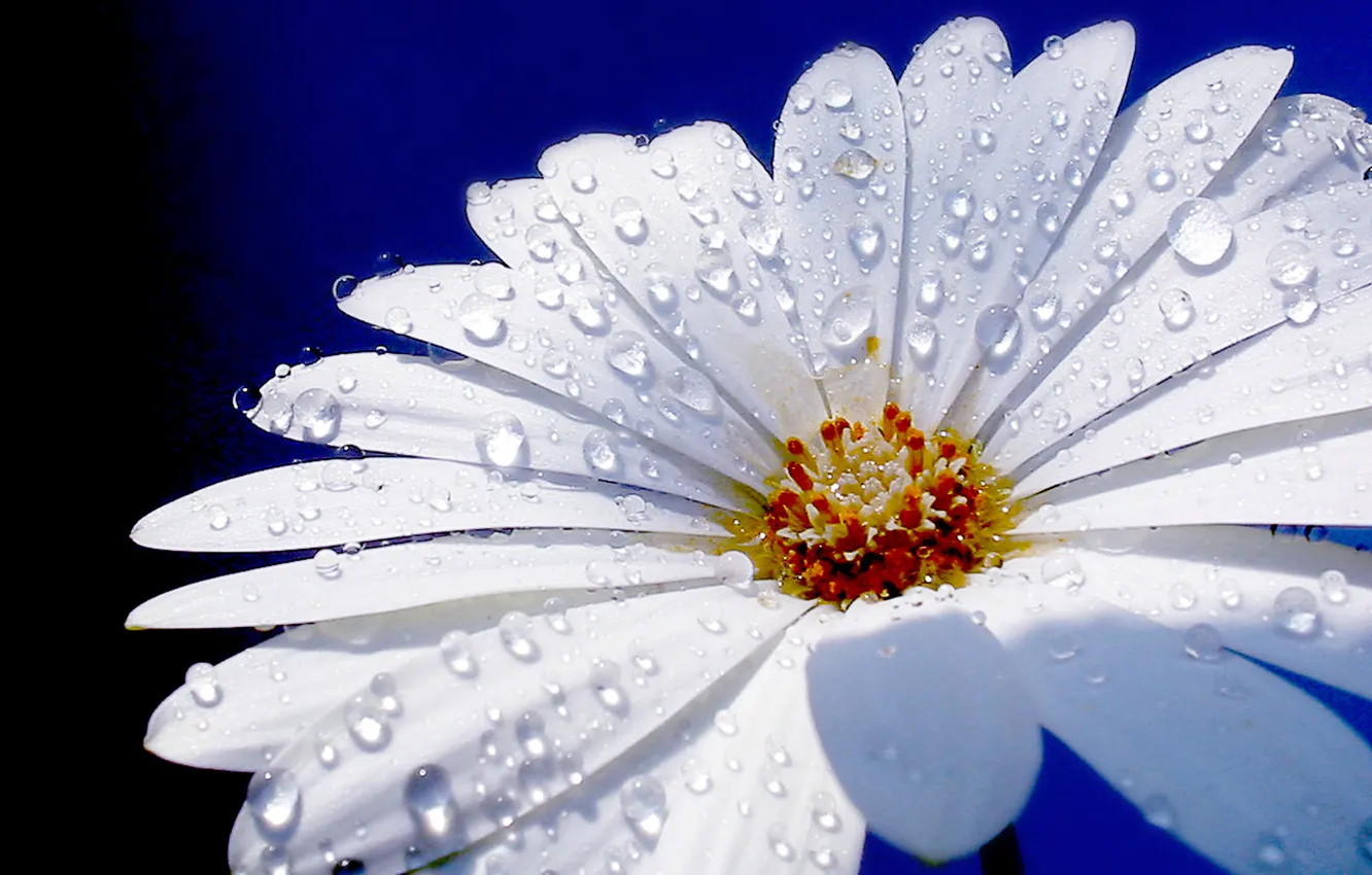 Photo wallpaper flower, macro, Daisy, water drops