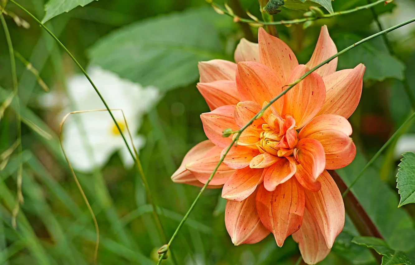 Photo wallpaper greens, summer, grass, flowers, orange, background, petals, garden