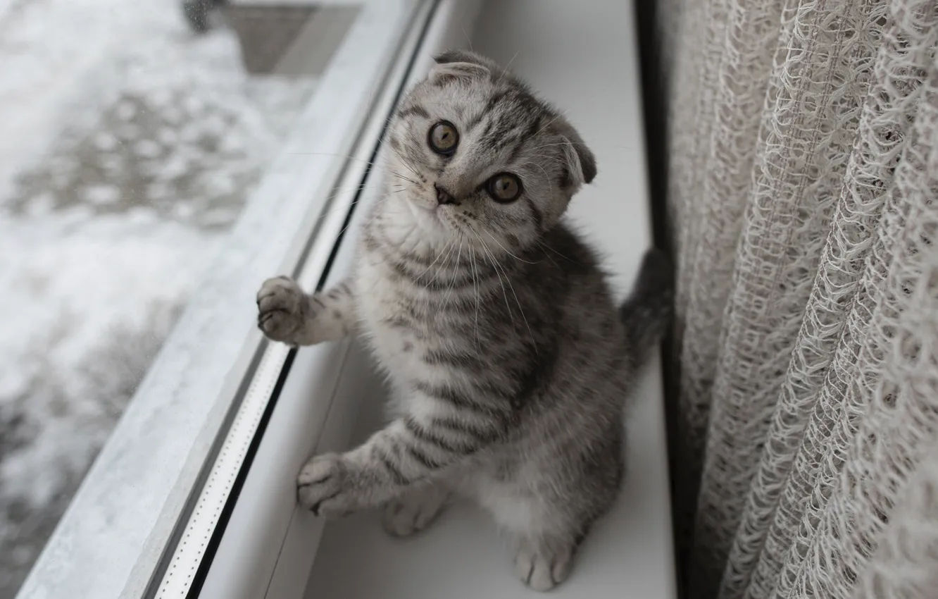 Photo wallpaper cat, look, pose, grey, fold, window, sill, is