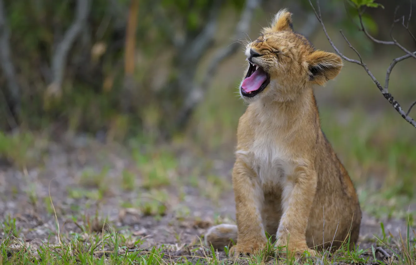 Photo wallpaper language, nature, mouth, face, sitting, growls, lion