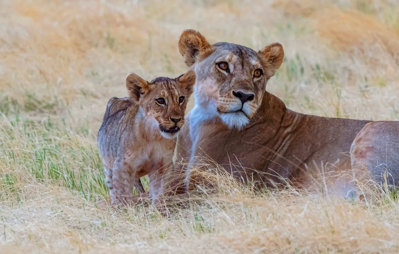 Photo wallpaper field, Leo, lioness, lion