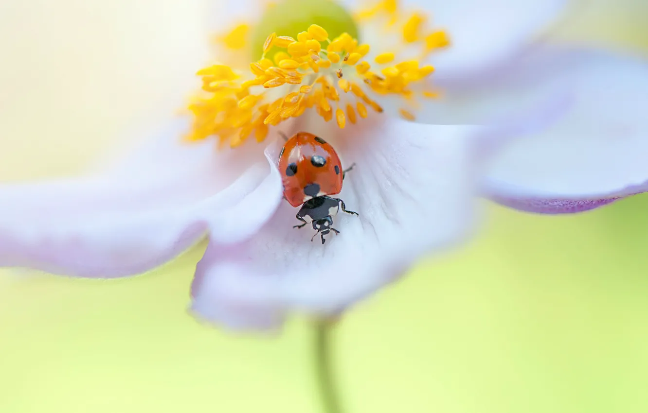 Photo wallpaper flower, macro, red, background, ladybug, beetle, blur, insect
