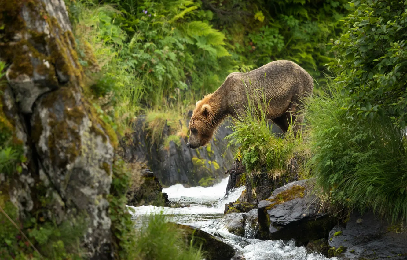 Photo wallpaper river, bear, brown