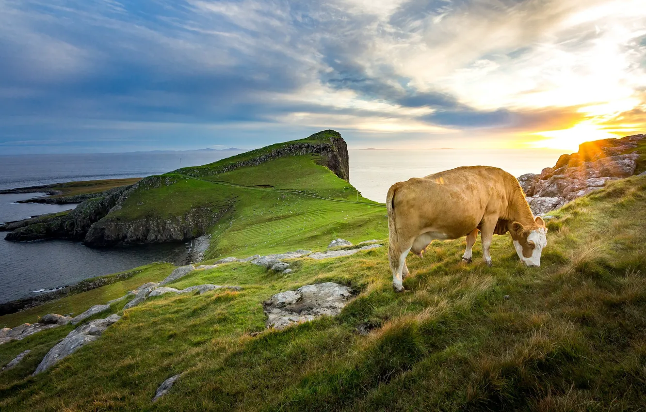 Photo wallpaper sea, shore, cows