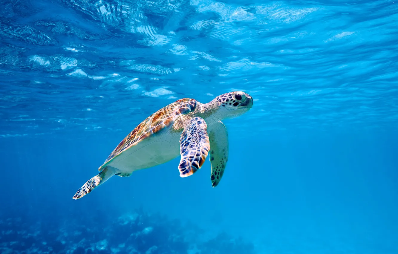 Photo wallpaper sea, light, turtle, underwater world, under water, sea turtle, blue background, swimming